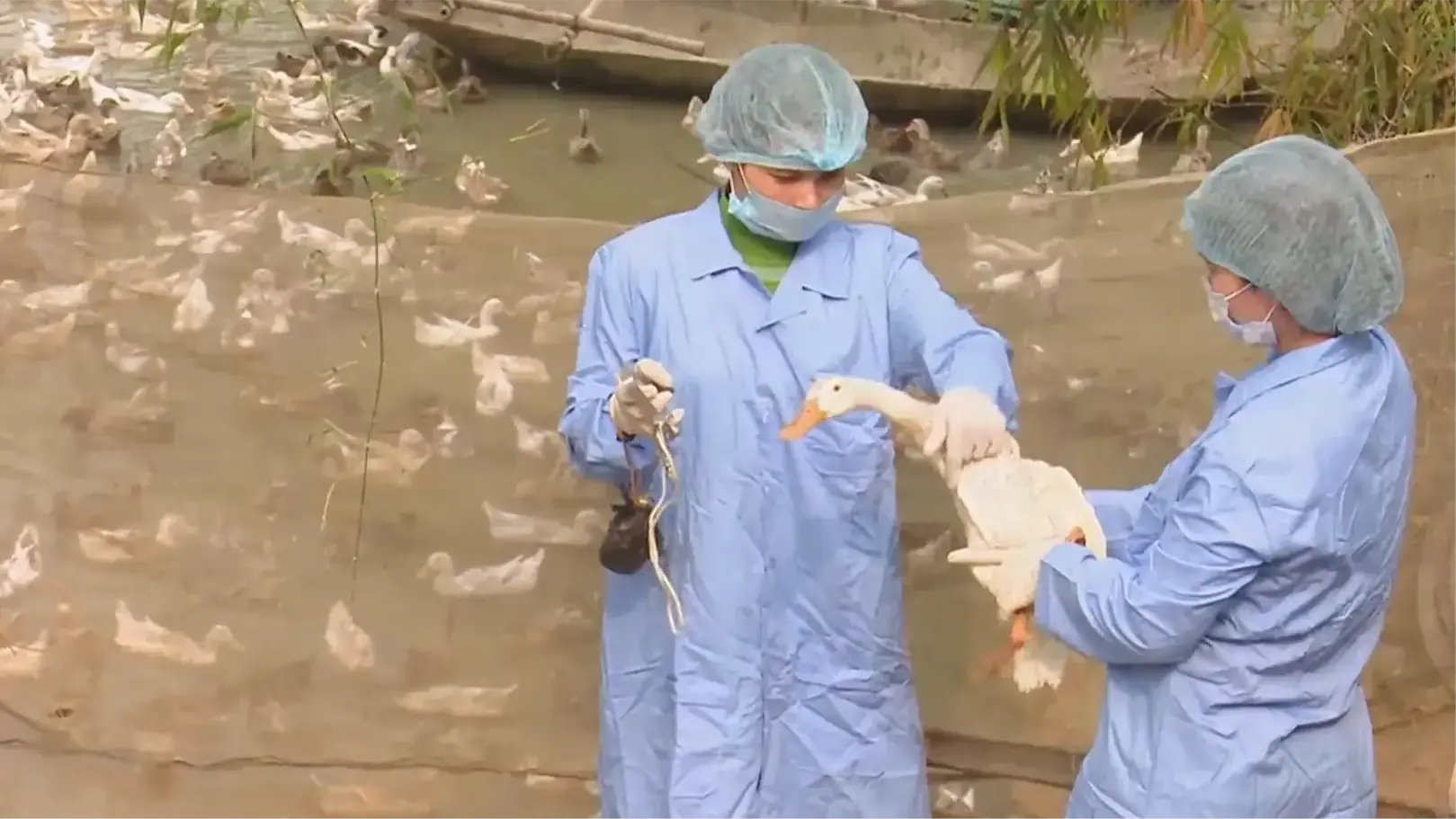 Chủ động phòng, chống dịch bệnh gia súc, thủy sản